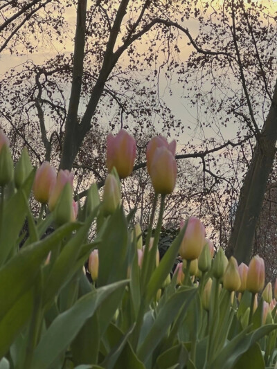 ：走吧 女孩，去看红色的朝霞。