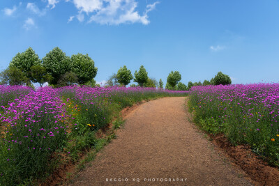 武汉 光谷西苑公园 油画般花海 摄影师 BAGGIO_XQ