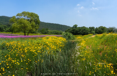 武汉 光谷西苑公园 油画般花海 摄影师 BAGGIO_XQ