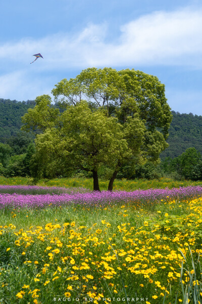 武汉 光谷西苑公园 油画般花海 摄影师 BAGGIO_XQ