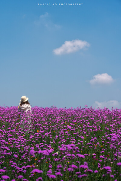 武汉 光谷西苑公园 油画般花海 摄影师 BAGGIO_XQ