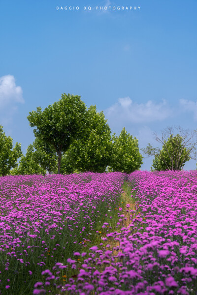 武汉 光谷西苑公园 油画般花海 摄影师 BAGGIO_XQ