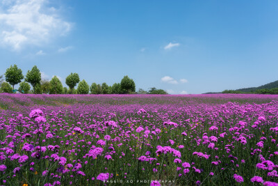 武汉 光谷西苑公园 油画般花海 摄影师 BAGGIO_XQ