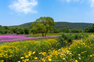 武汉 光谷西苑公园 油画般花海 摄影师 BAGGIO_XQ