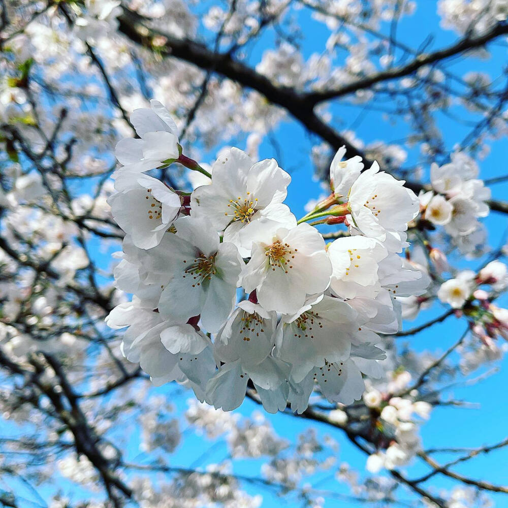 桜と青空 樱花 晴空