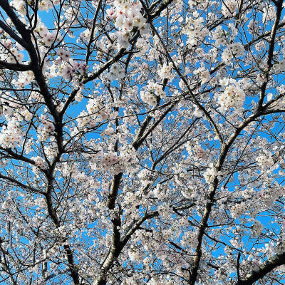 桜と青空 樱花 晴空