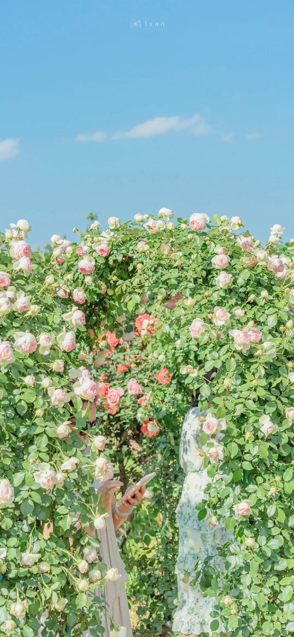 花花，花花壁纸