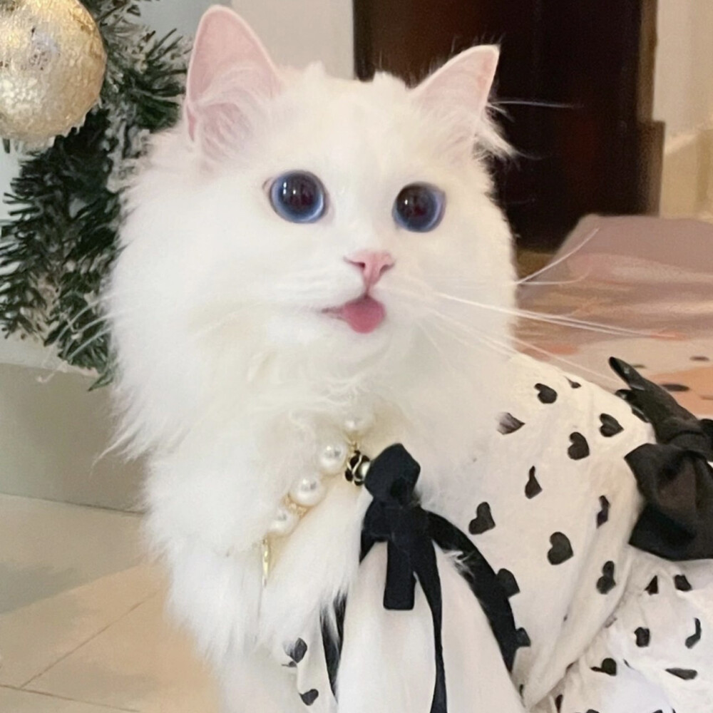 猫咪