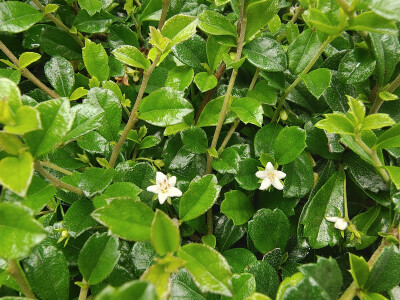 认识两种植物
『基及树』和『萼距花』