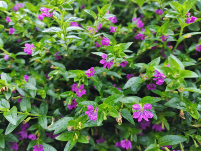 认识两种植物
『基及树』和『萼距花』