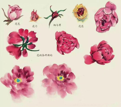 花画法