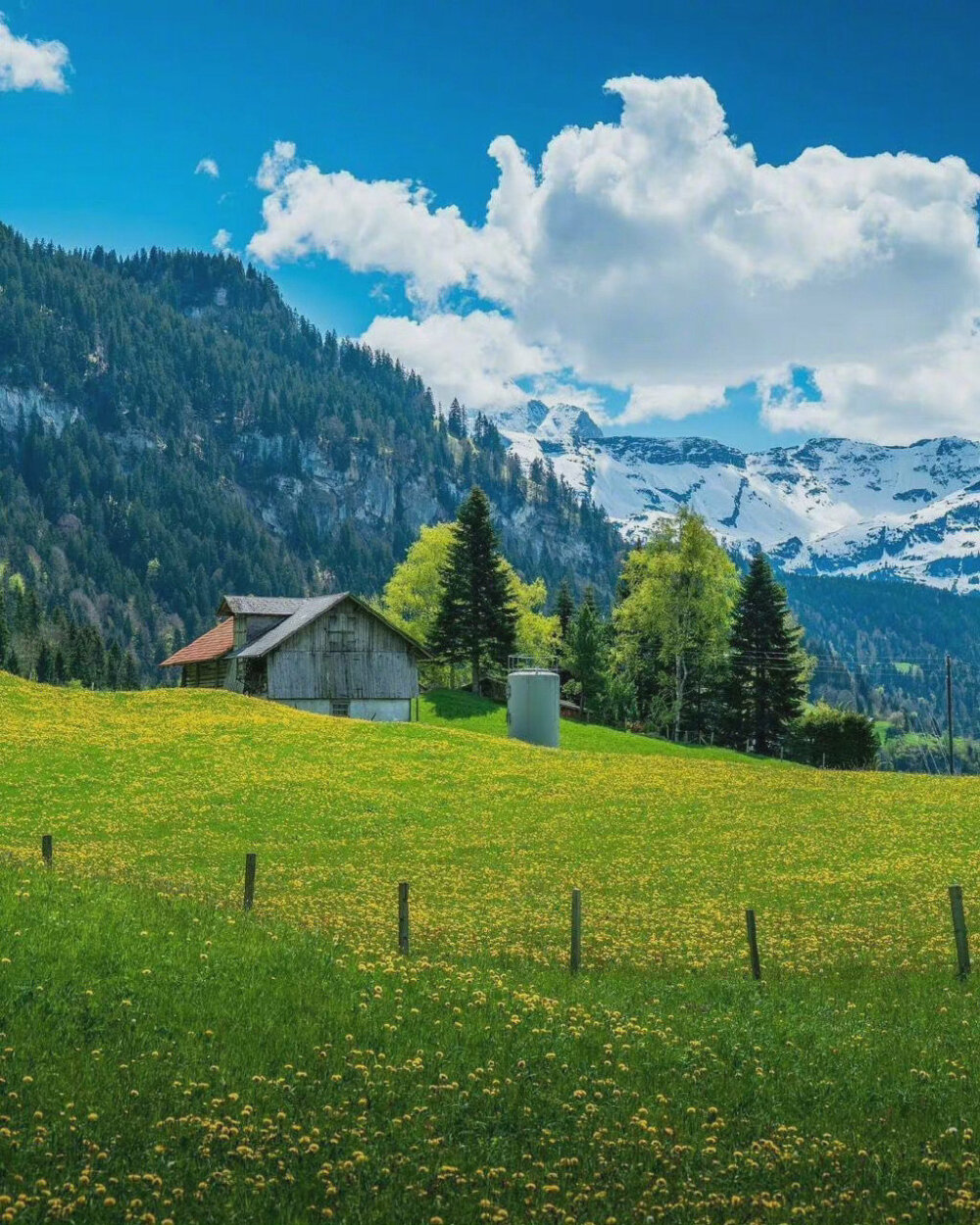 瑞士 阿尔卑斯山 山麓 暮春初夏