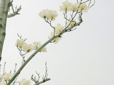 保持可爱是天才行为