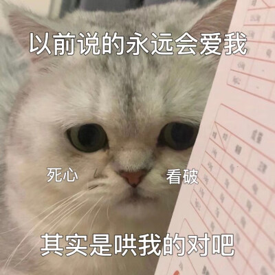 喵喵教表情包