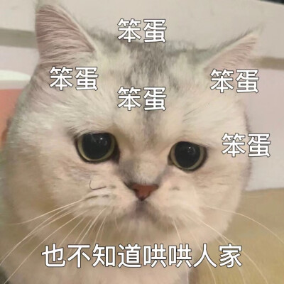 喵喵教表情包