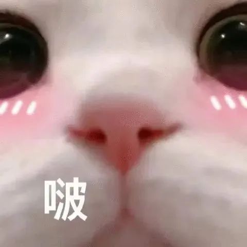 猫咪表情包