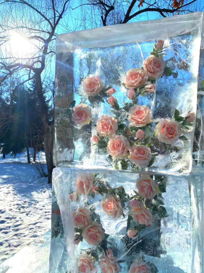 冰川玫瑰