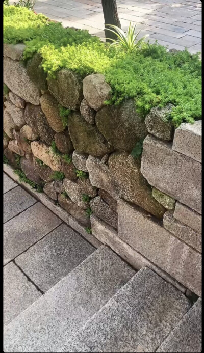 植物墙