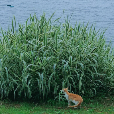 夏天的颜色