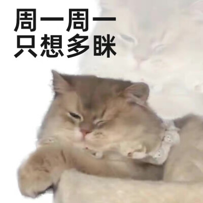 猫猫工作日表情包