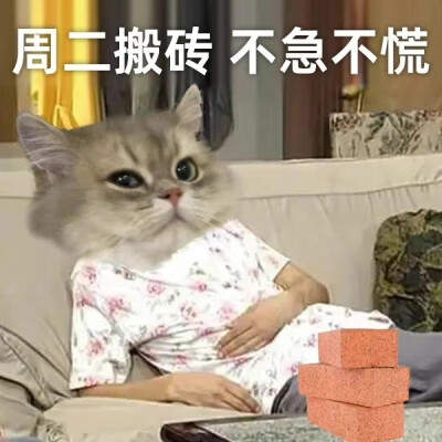 猫猫工作日表情包