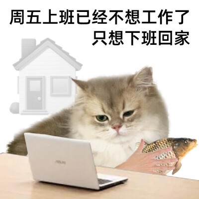 猫猫工作日表情包