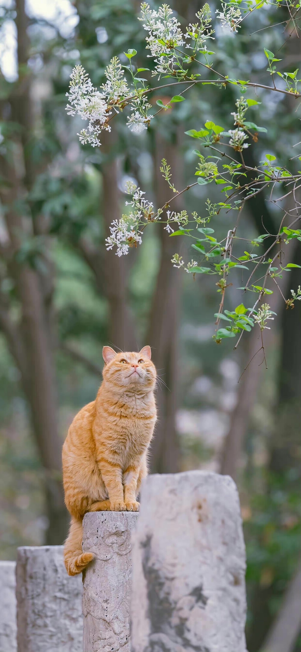 猫咪