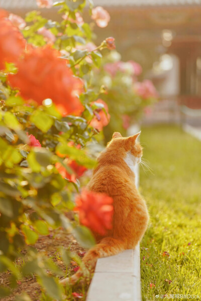 喵呜～这花可真香呀！
中山公园的小猪咪大黄和小黄可太乖了，是梦想中的小猫咪～
摄影 @九尾鸭BiliDuck
#清新小镇##遇见美好# ​