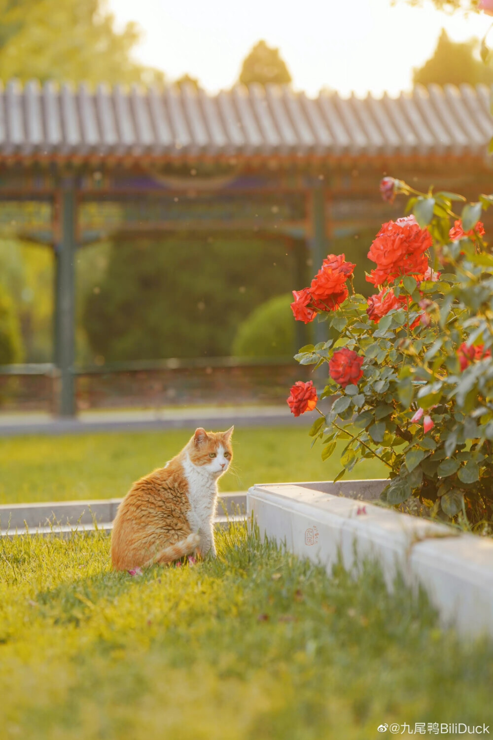 喵呜～这花可真香呀！
中山公园的小猪咪大黄和小黄可太乖了，是梦想中的小猫咪～
摄影 @九尾鸭BiliDuck
#清新小镇##遇见美好# ​