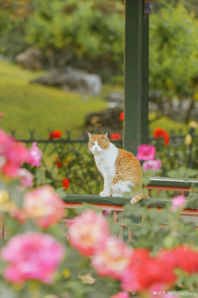 喵呜～这花可真香呀！
中山公园的小猪咪大黄和小黄可太乖了，是梦想中的小猫咪～
摄影 @九尾鸭BiliDuck
#清新小镇##遇见美好# ​