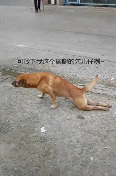 小鳄鱼头像