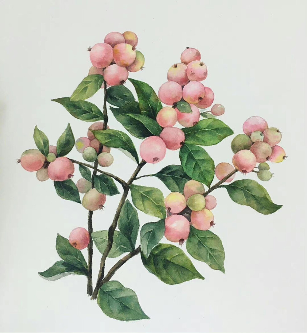 植物绘， ins：yongsam_artclass ​​​