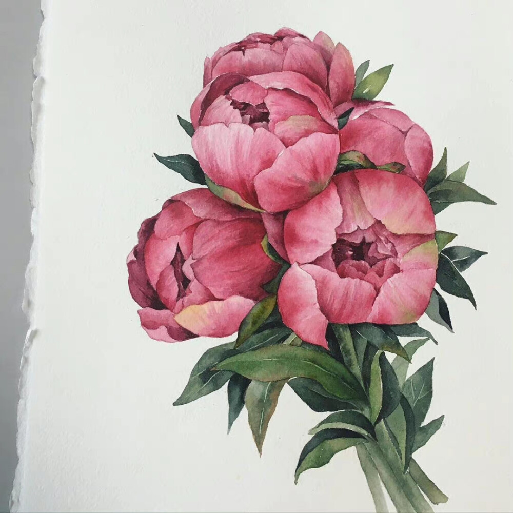 植物绘， ins：yongsam_artclass ​​​