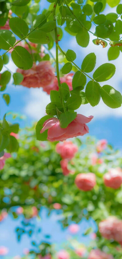 壁纸 夏日壁纸 绿色壁纸