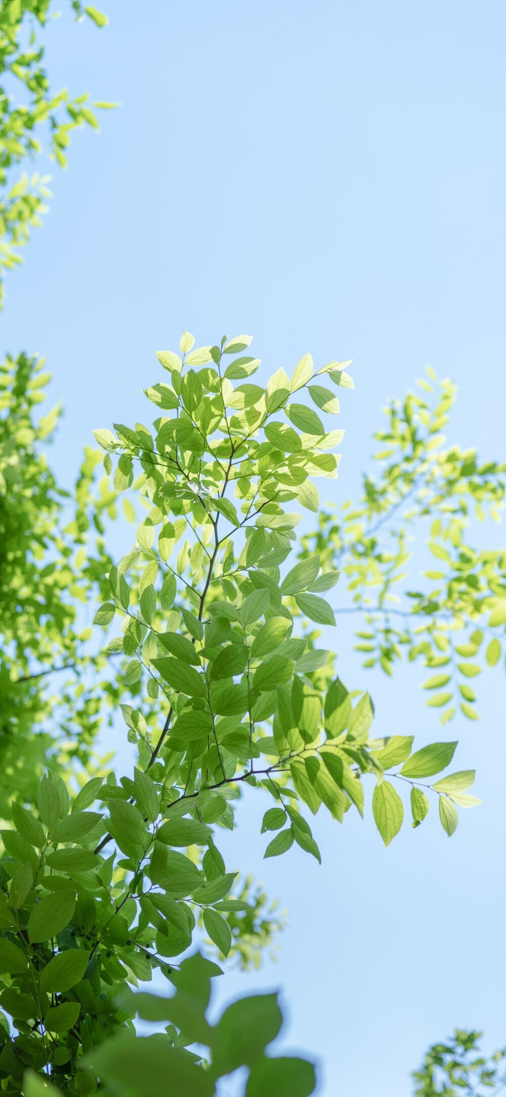 壁纸 夏日壁纸 绿色壁纸