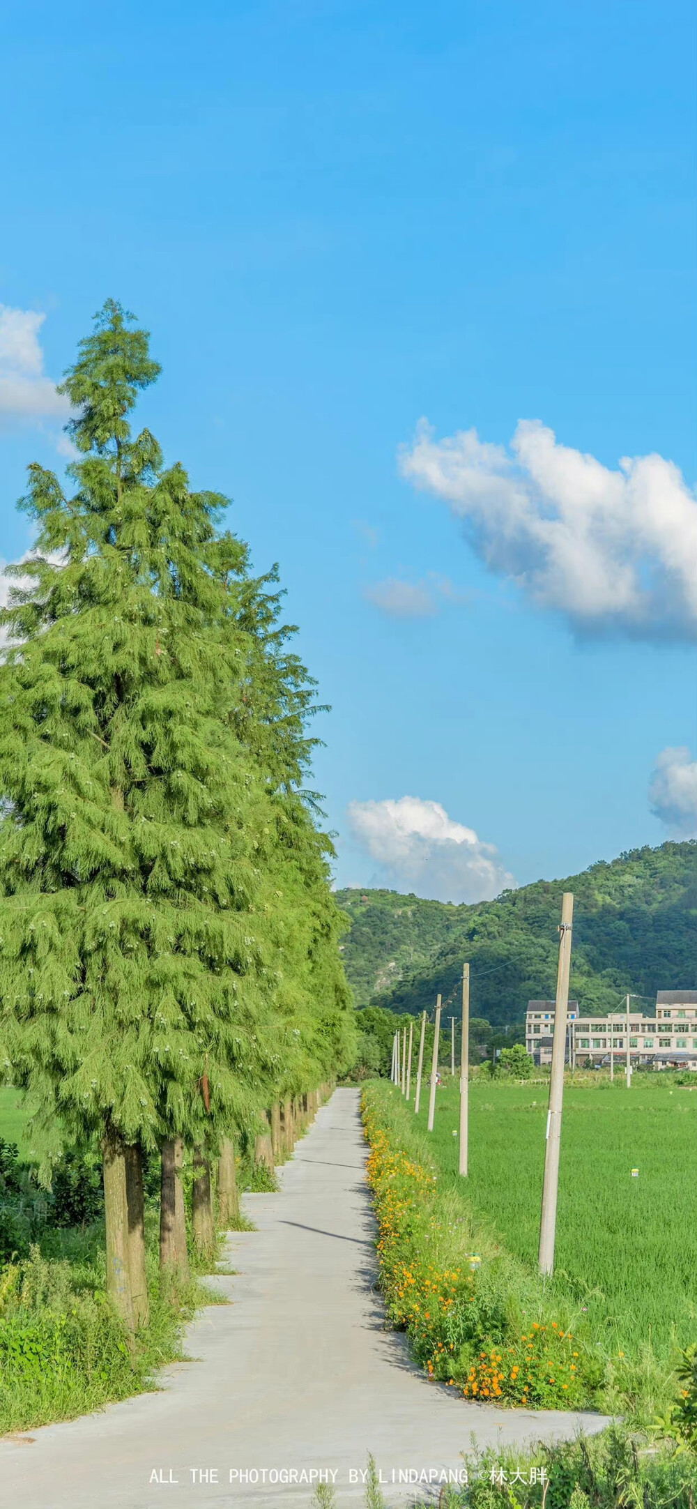 壁纸 夏日壁纸 绿色壁纸