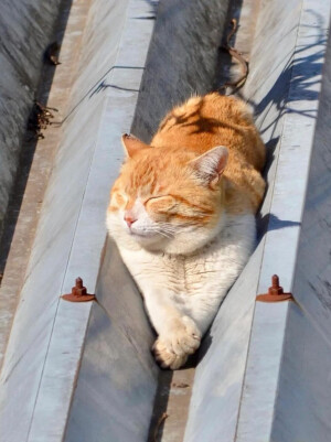 慵懒的大橘，很惬意的样子