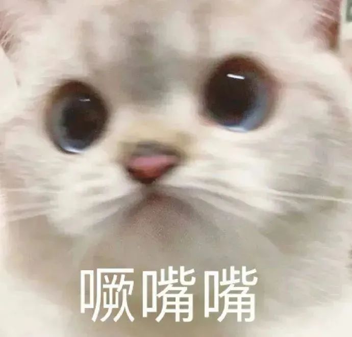 猫咪表情包