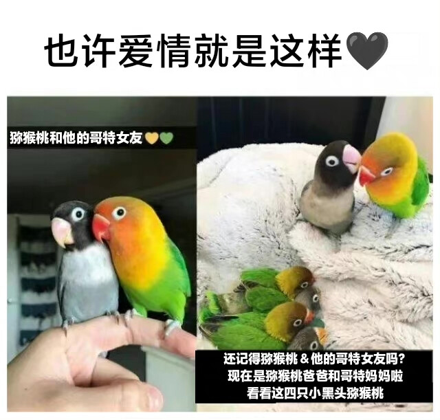 哈哈