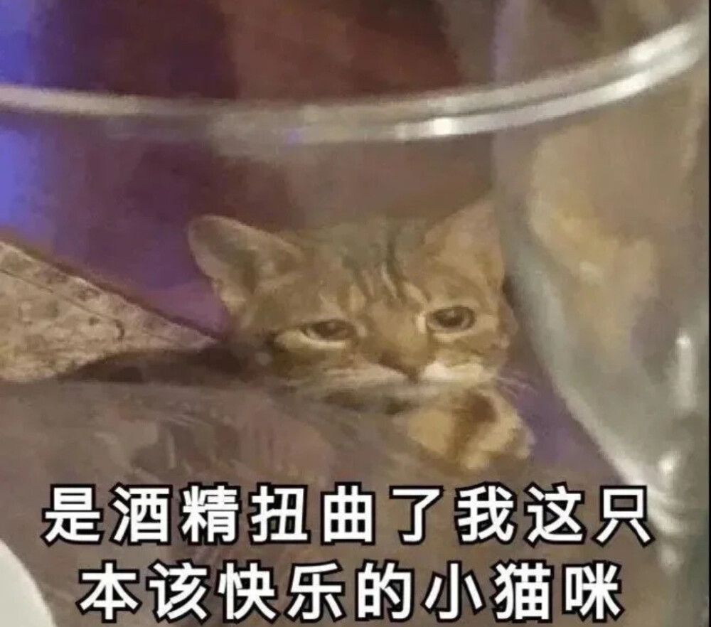 沙雕猫咪表情包