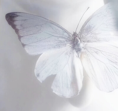 
butterfly` like u