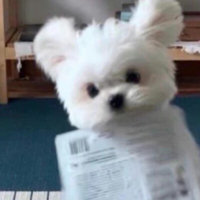 小狗也会有烦恼吗(ര̀㉨ ര́)و ̑̑༉