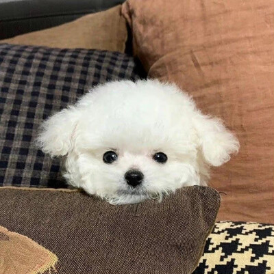 小狗也会有烦恼吗(ര̀㉨ ര́)و ̑̑༉