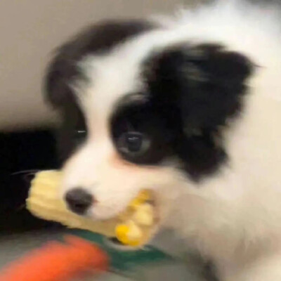 小狗也会有烦恼吗(ര̀㉨ ര́)و ̑̑༉