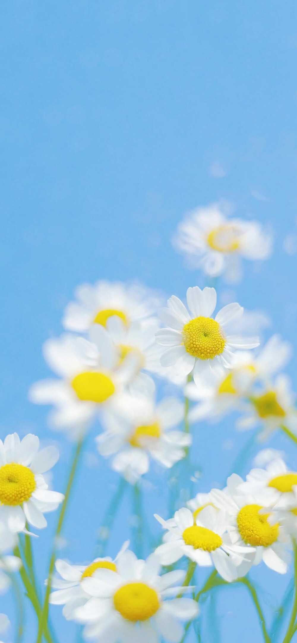 手机壁纸鲜花 清新图片