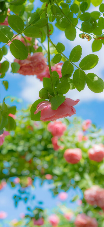 鲜花壁纸