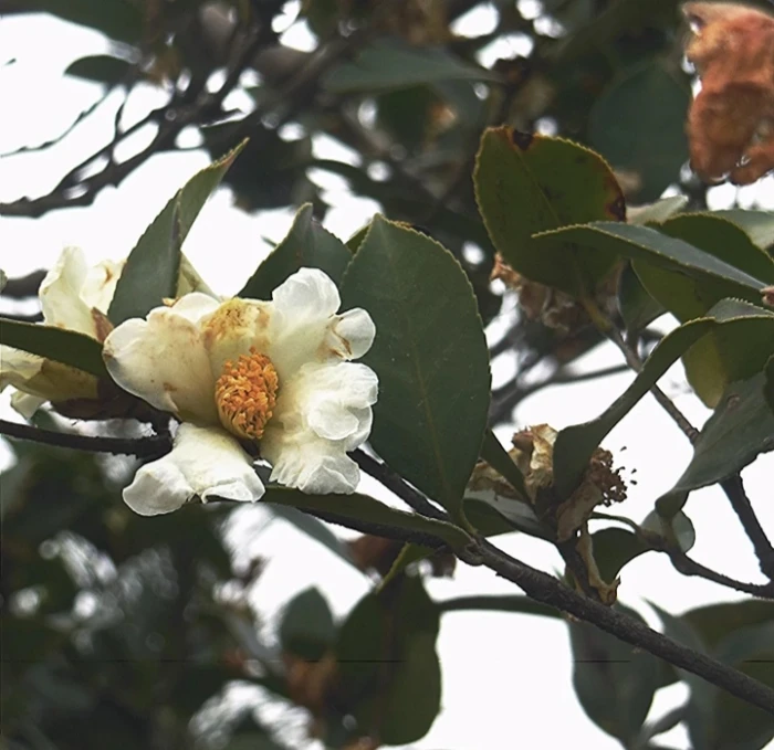 茶里自有，香叶美人