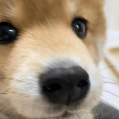 柴犬