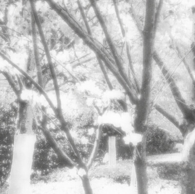 Le thé se souvient*/茶忆