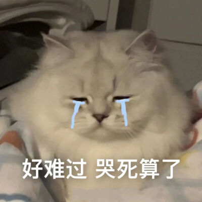 猫咪表情包